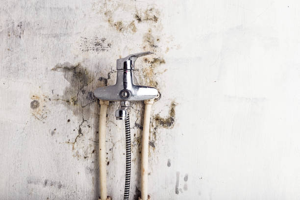 Best Affordable Mold Removal  in Loudoun Lley Estates, VA