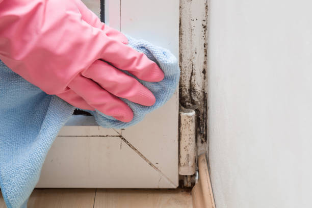 Best Toxic Mold Removal  in Loudoun Lley Estates, VA