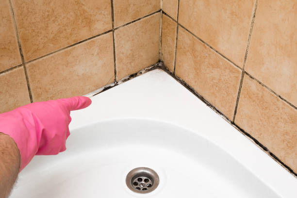 Mold Removal Process in Loudoun Valley Estates, VA
